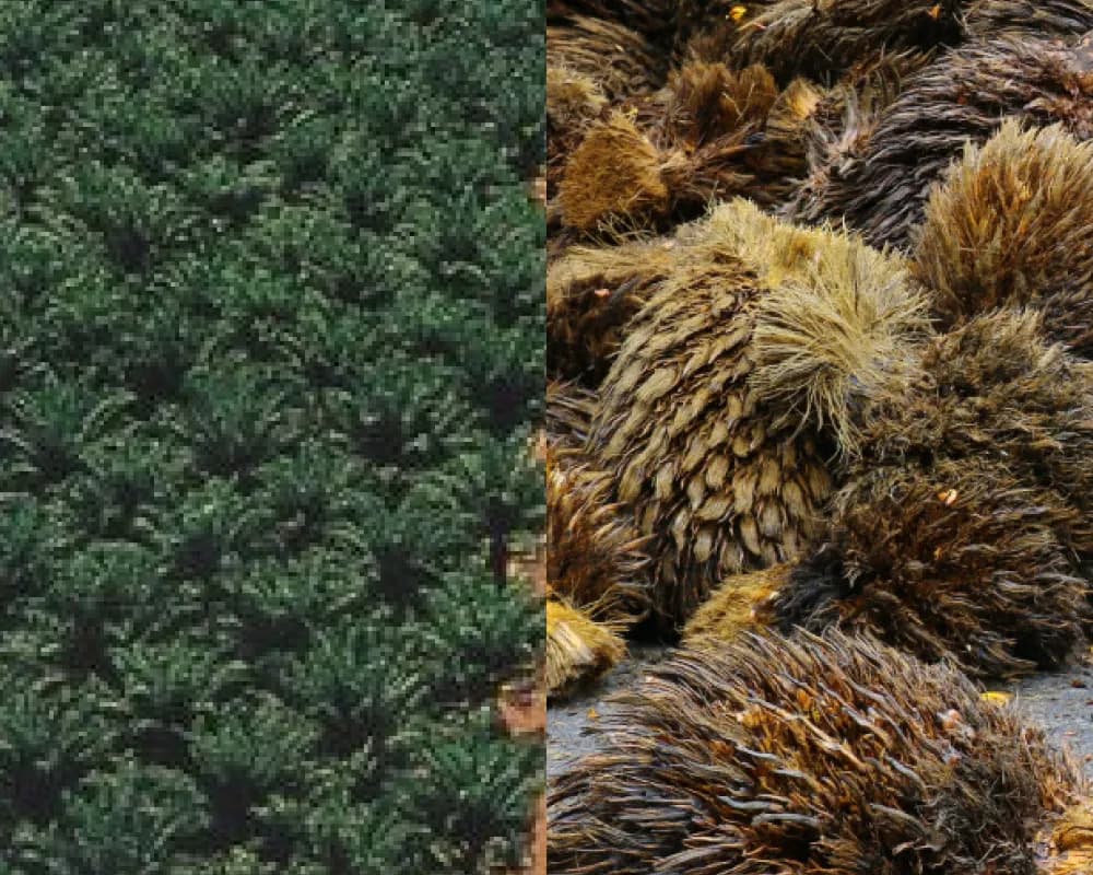 Natural Fiber